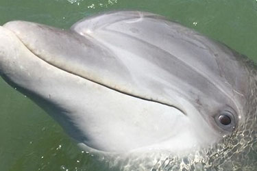 Dolphin Tour