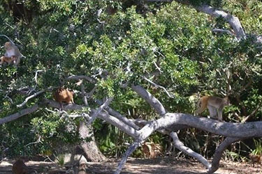 Monkey Safari