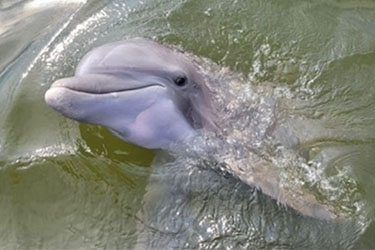 Private Dolphins & Daufuskie Island Stop Tour