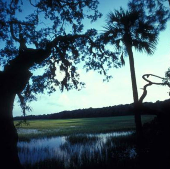 SAVANNAH ACTIVITIES